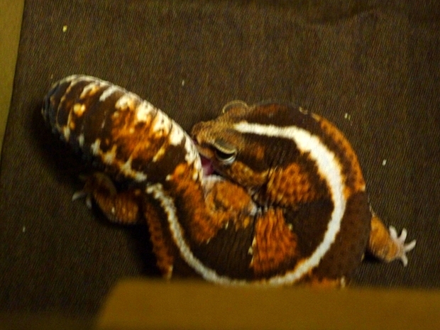 セルフメンテナンス