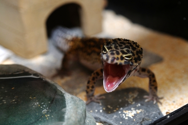 ���I�p�̂�����