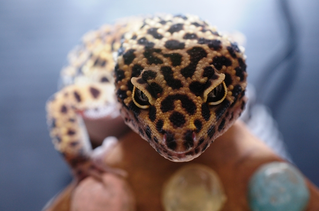 �^���̕i��