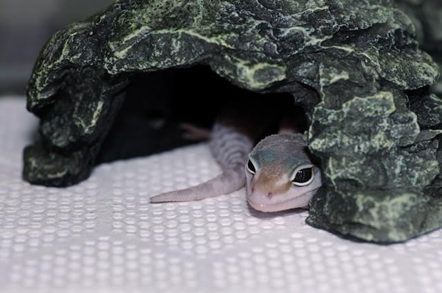 �h���C�n�V�F���^�[