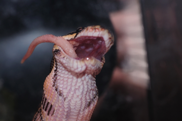 ��̔�͌��\�L�т�