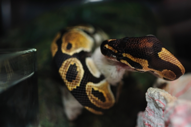 �}�E�X����߂�{�[��