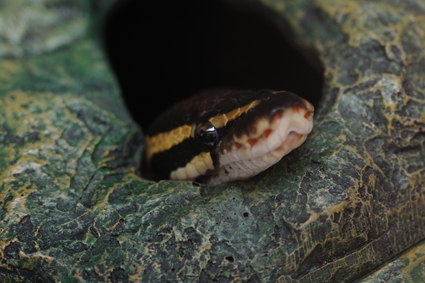 �V�F���^�[